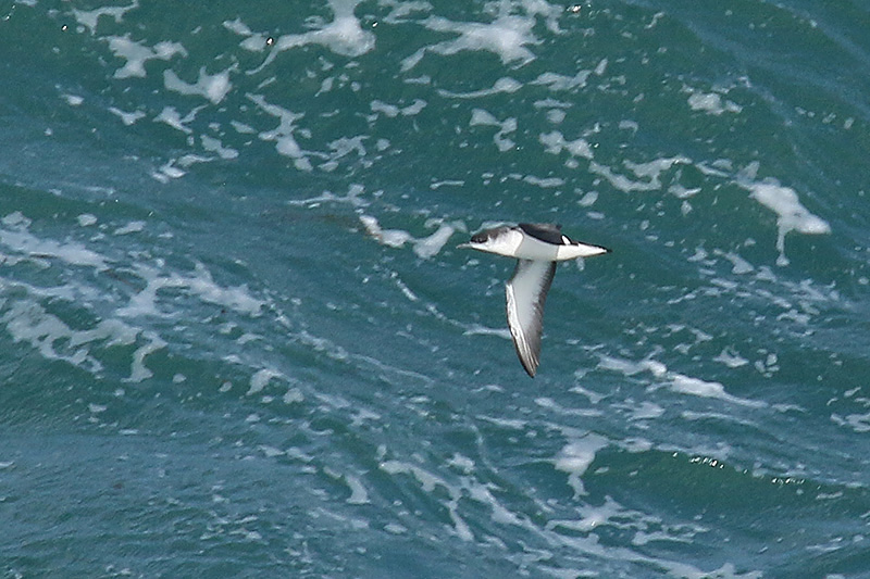 Manx Shearwater by Mick Dryden