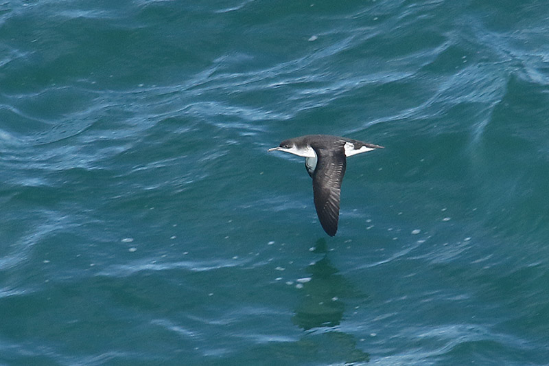 Manx Shearwater by Mick Dryden