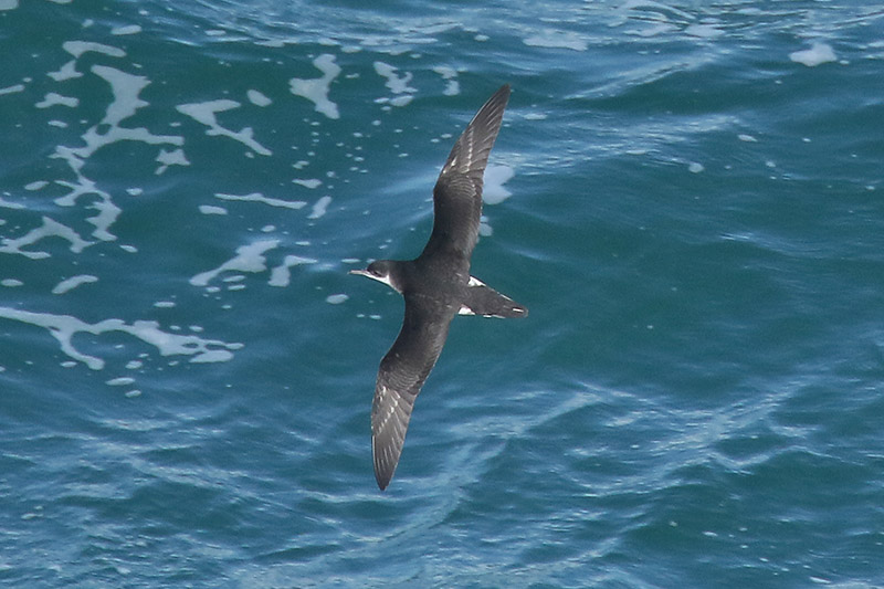 Manx Shearwater by Mick Dryden