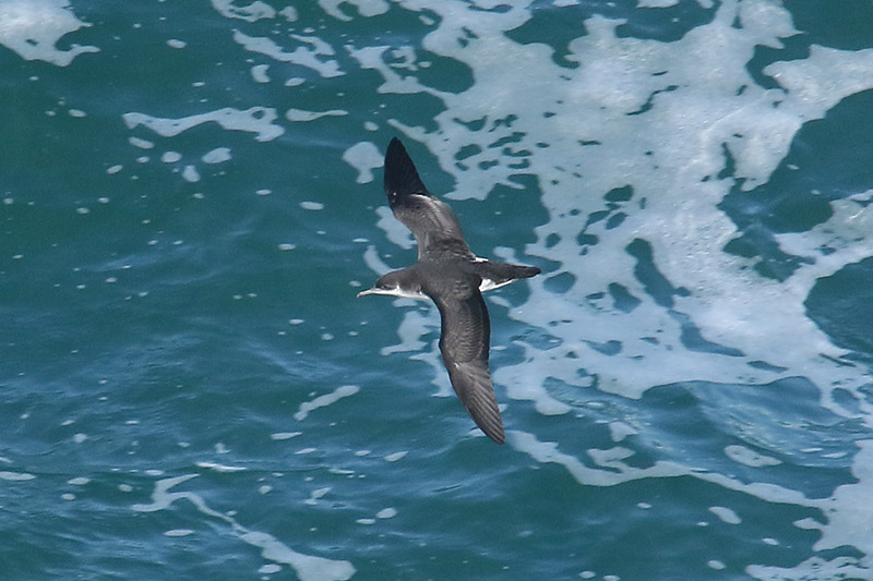 Manx Shearwater by Mick Dryden