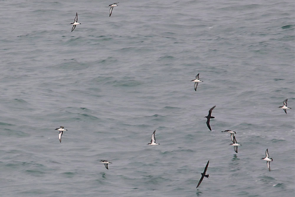 Manx Shearwater by Mick Dryden