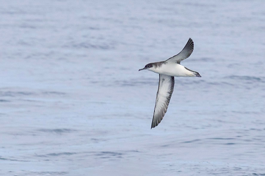 Manx Shearwater by John Ovenden