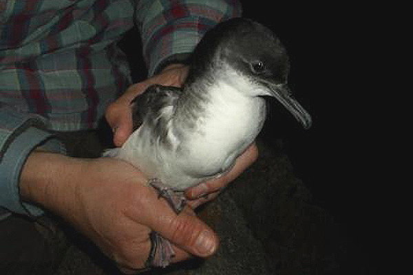 Manx Shearwater by Tony Paintin