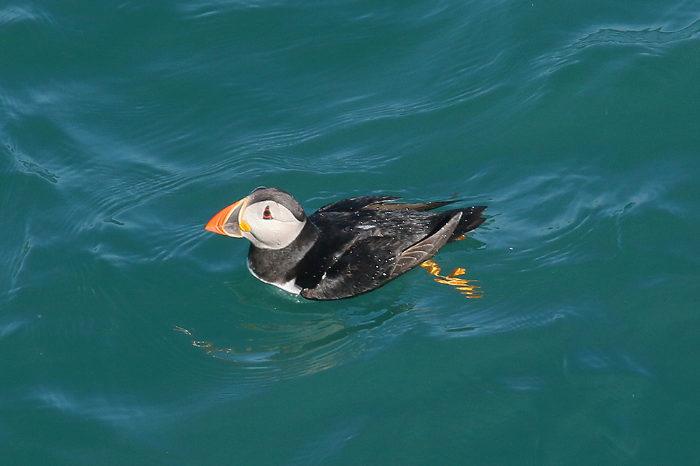 Puffin by Mick Dryden