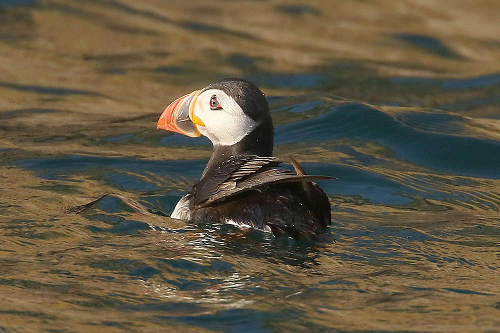 Puffin by Mick Dryden