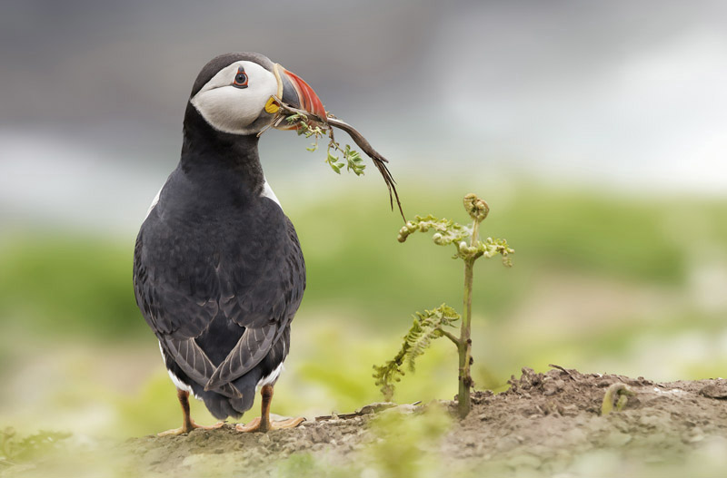 Puffin by Kris Bell