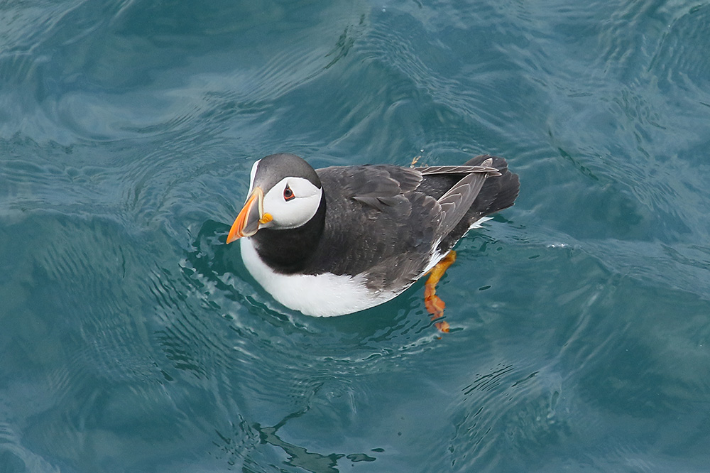 Puffin by Mick Dryden
