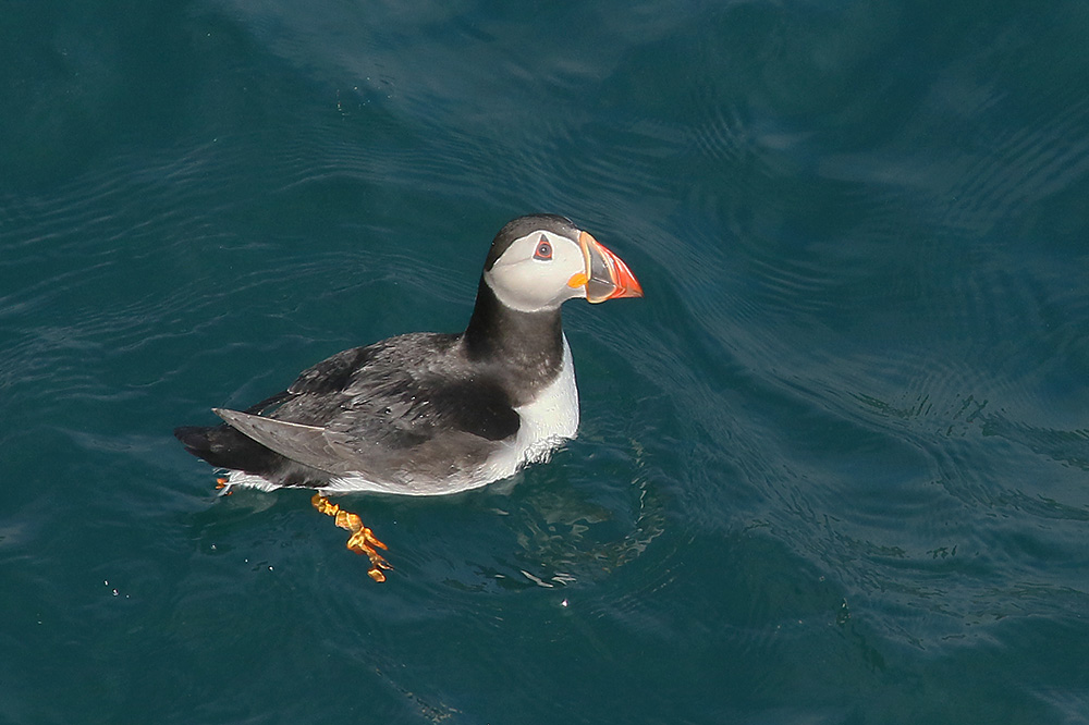 Puffin by Mick Dryden