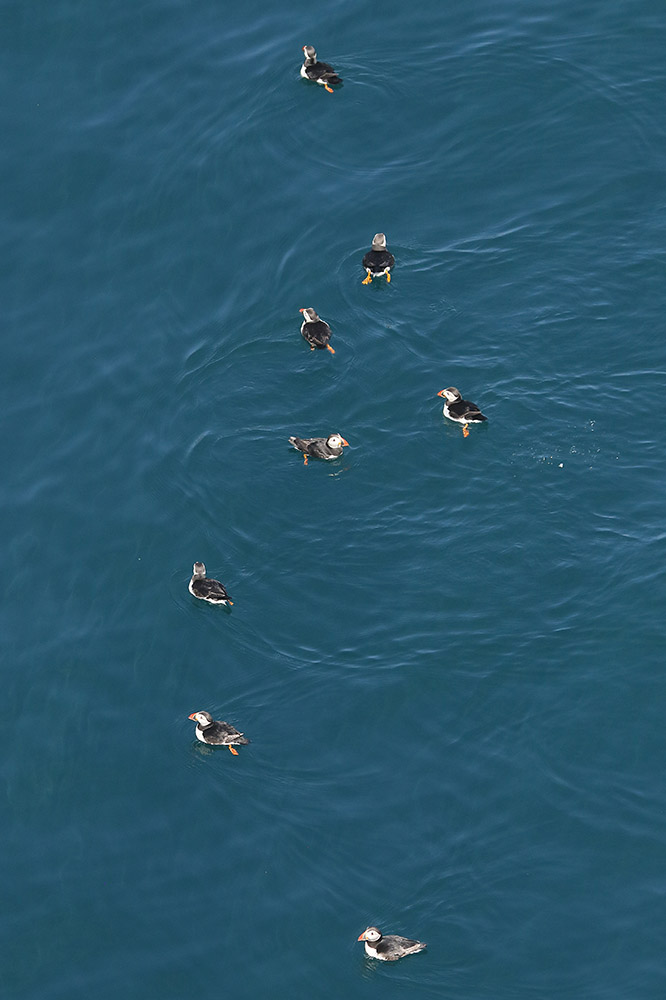 Puffins by Mick Dryden