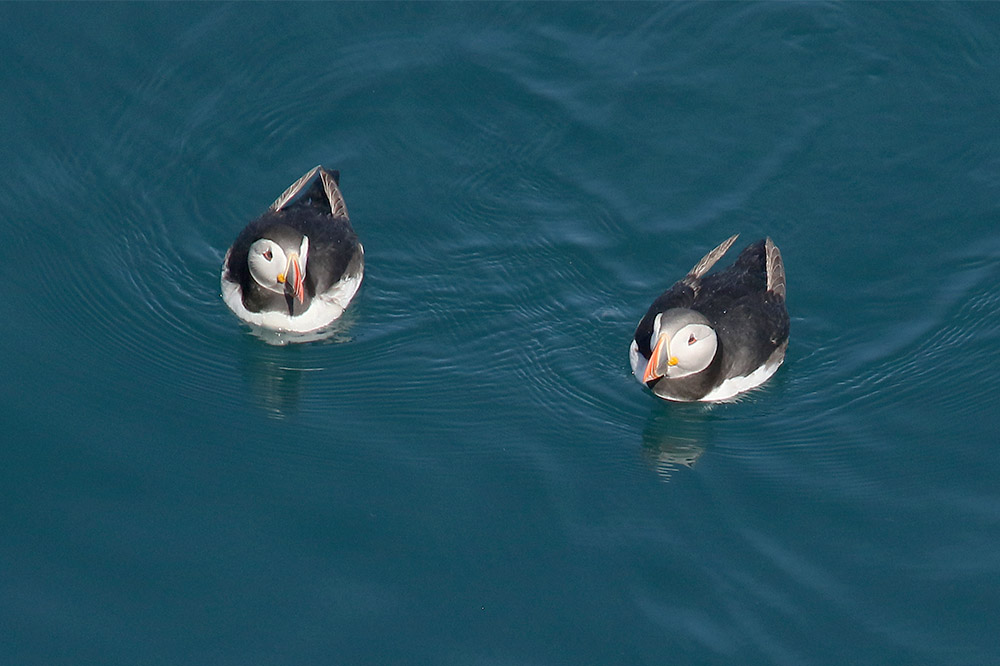 Puffins by Mick Dryden