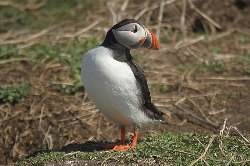 Puffin by Mick Dryden