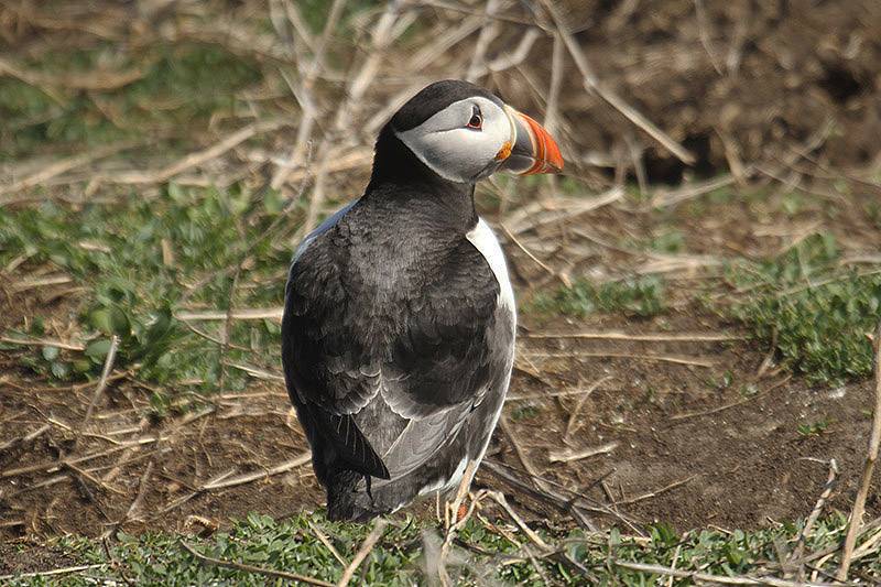 Puffin by Mick Dryden