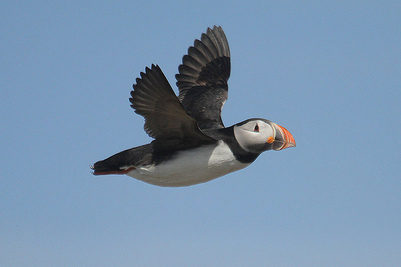 Puffin by Mick Dryden