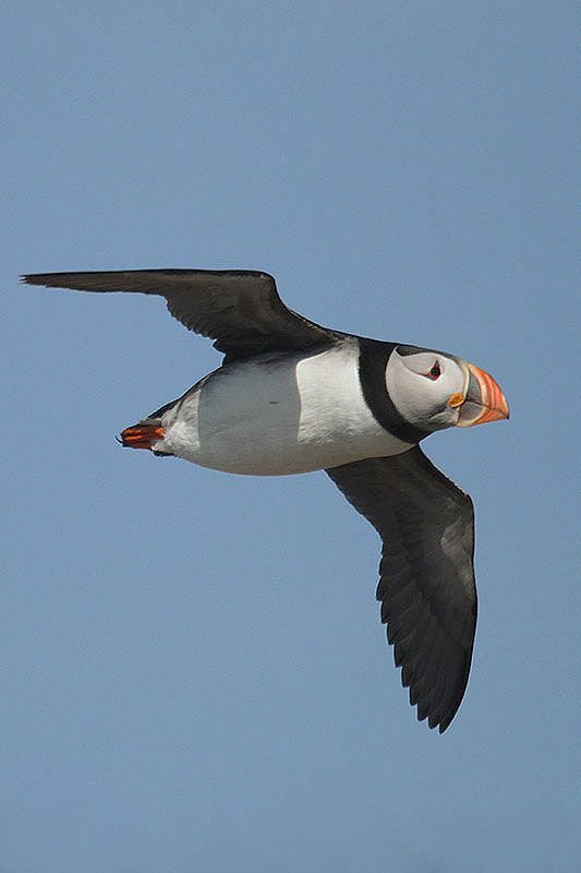 Puffin by Mick Dryden