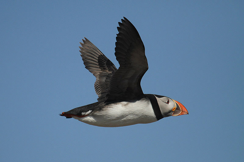 Puffin by Mick Dryden