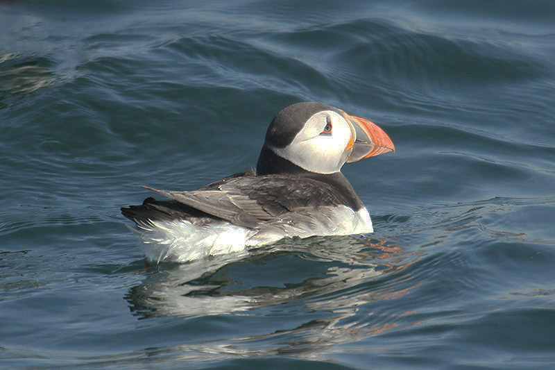 Puffin by Mick Dryden