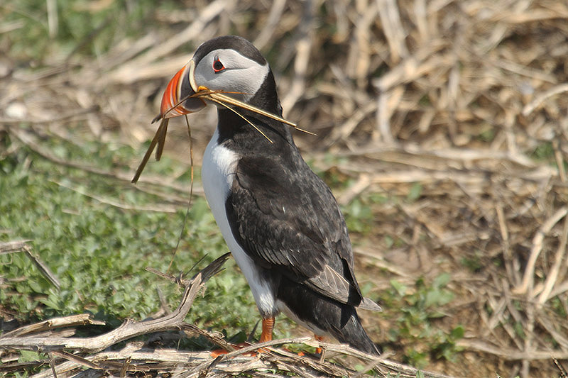 Puffin by Mick Dryden