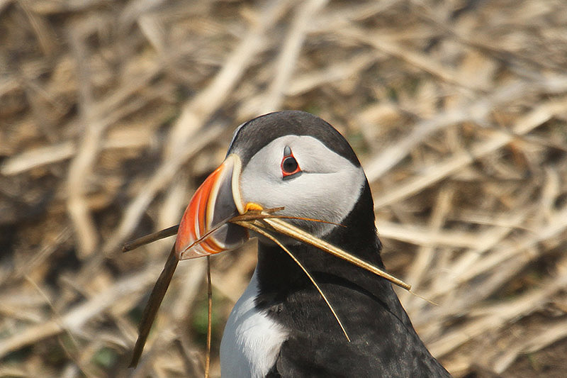 Puffin by Mick Dryden