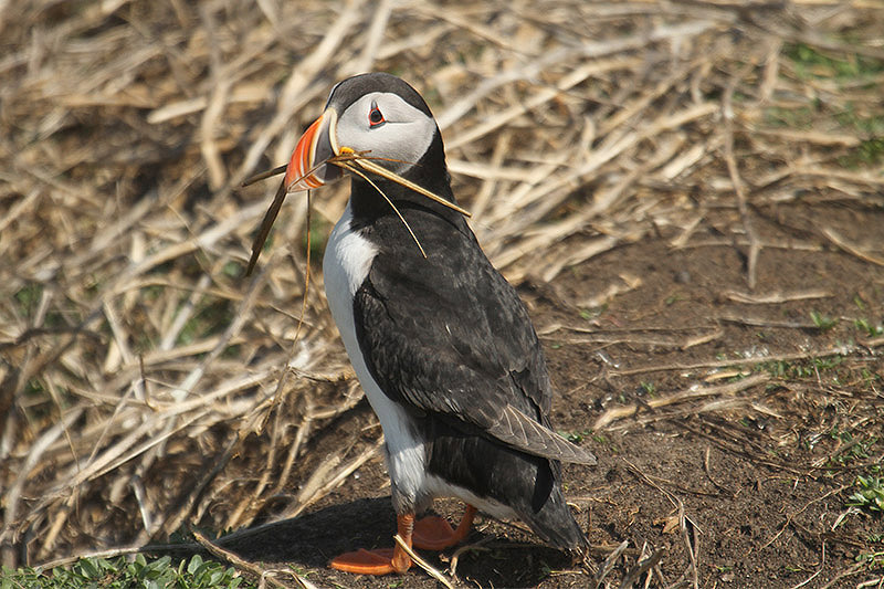 Puffin by Mick Dryden