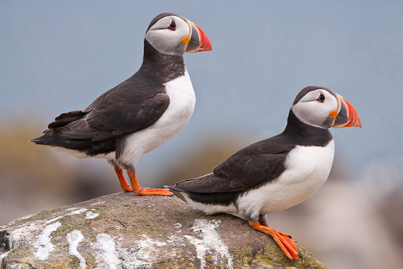 Puffins by Romano da Costa