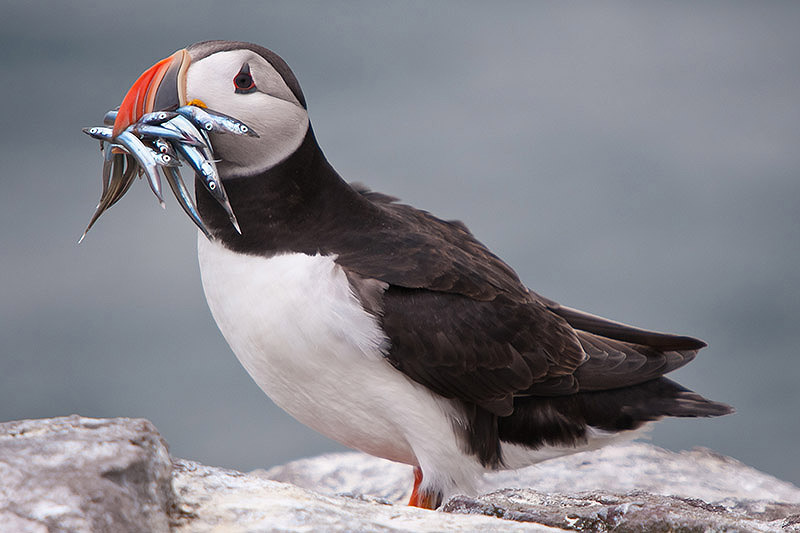 Puffin by Romano da Costa
