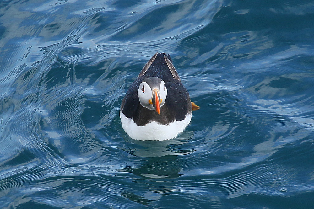 Puffin by Mick Dryden