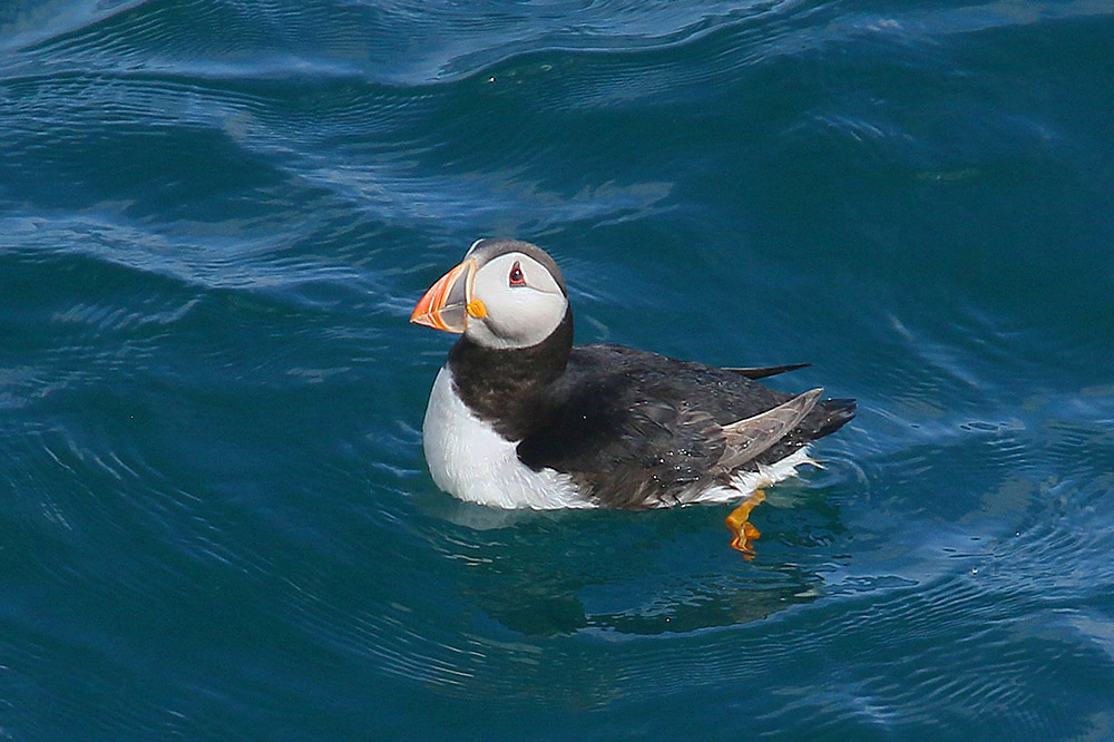 Puffin by Mick Dryden