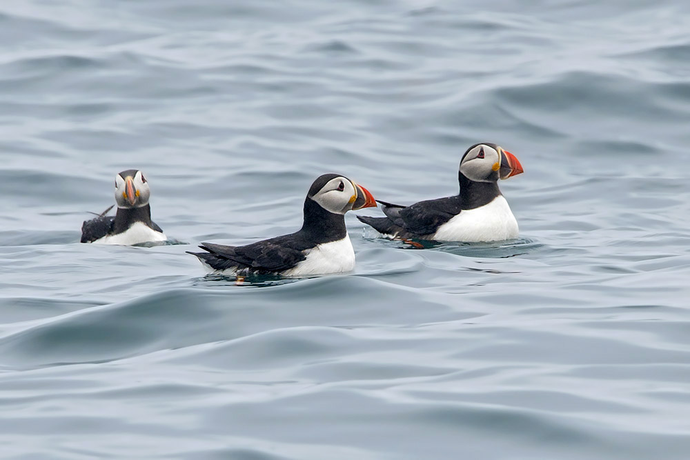 Puffins by Romano da Costa