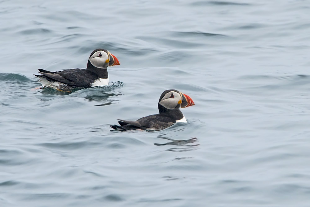 Puffins by Romano da Costa