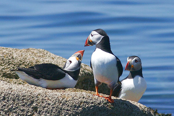 Puffins by Regis Perdriat