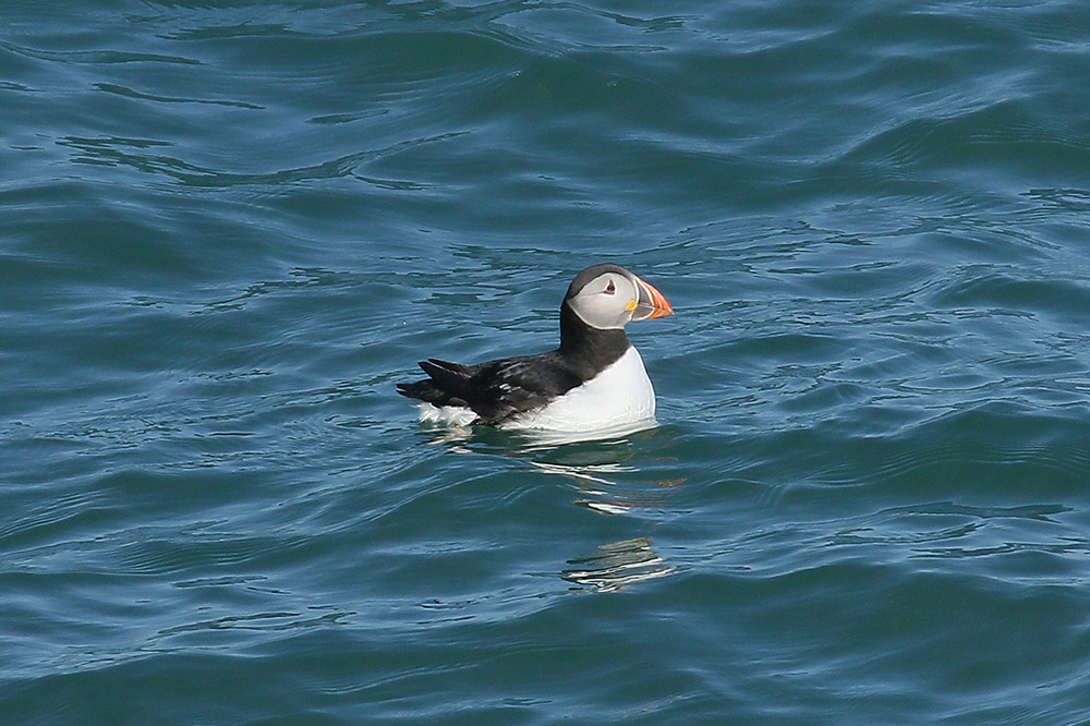 Puffin by Mick Dryden