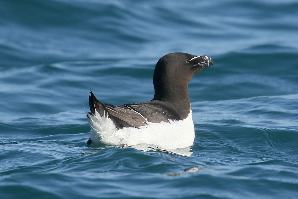 Razorbill by Mick Dryden