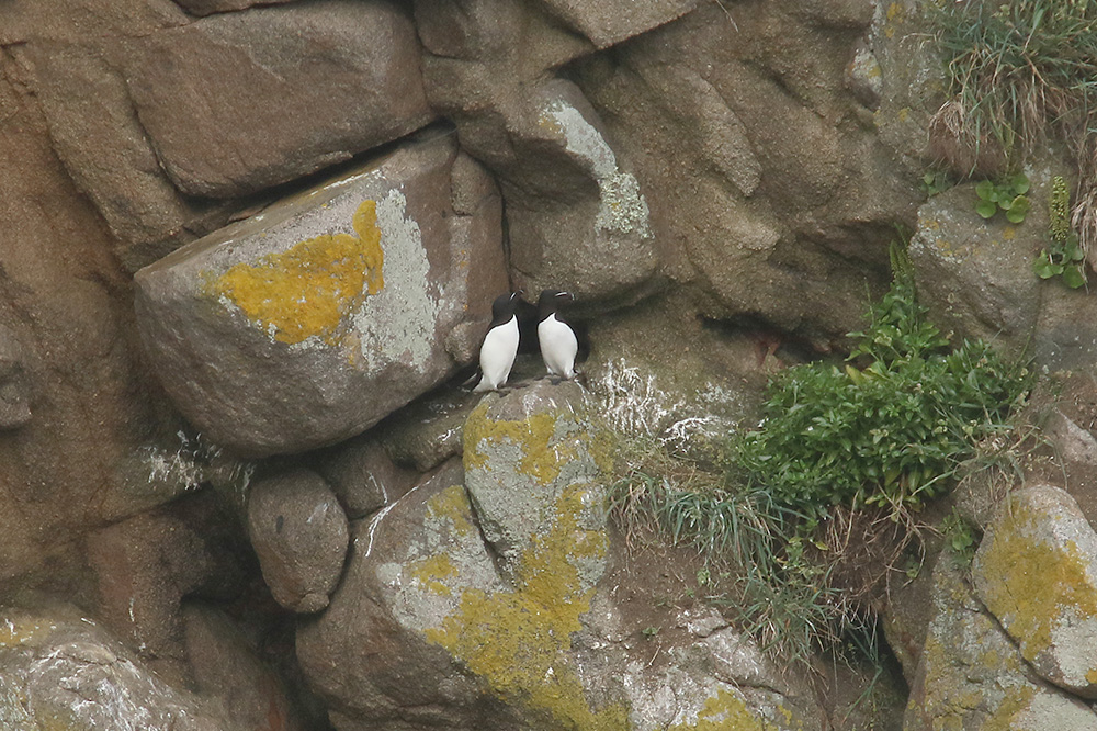 Razorbill by Mick Dryden