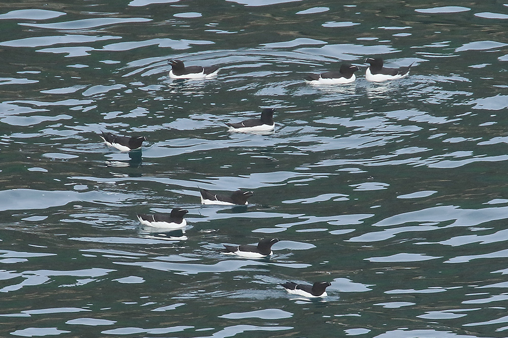 Razorbill by Mick Dryden