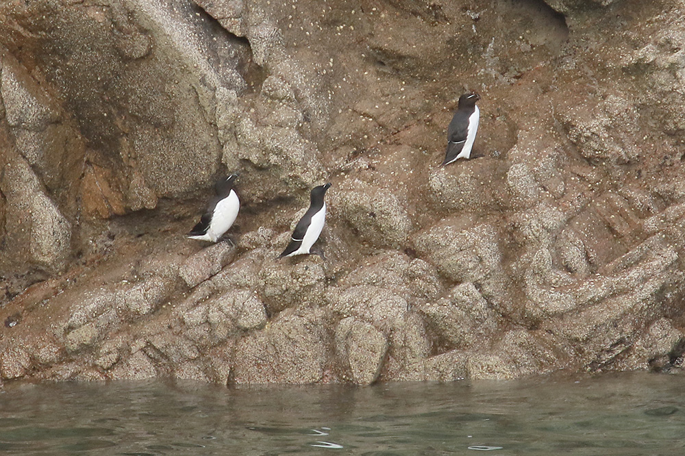 Razorbill by Mick Dryden