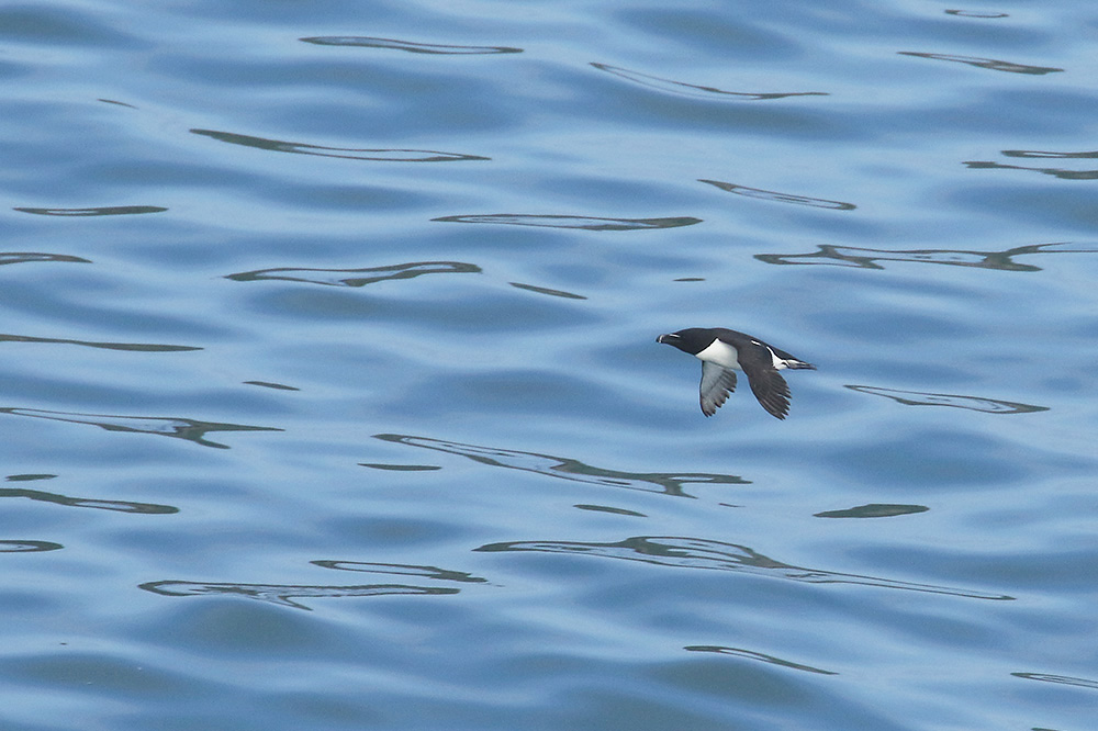 Razorbill by Mick Dryden