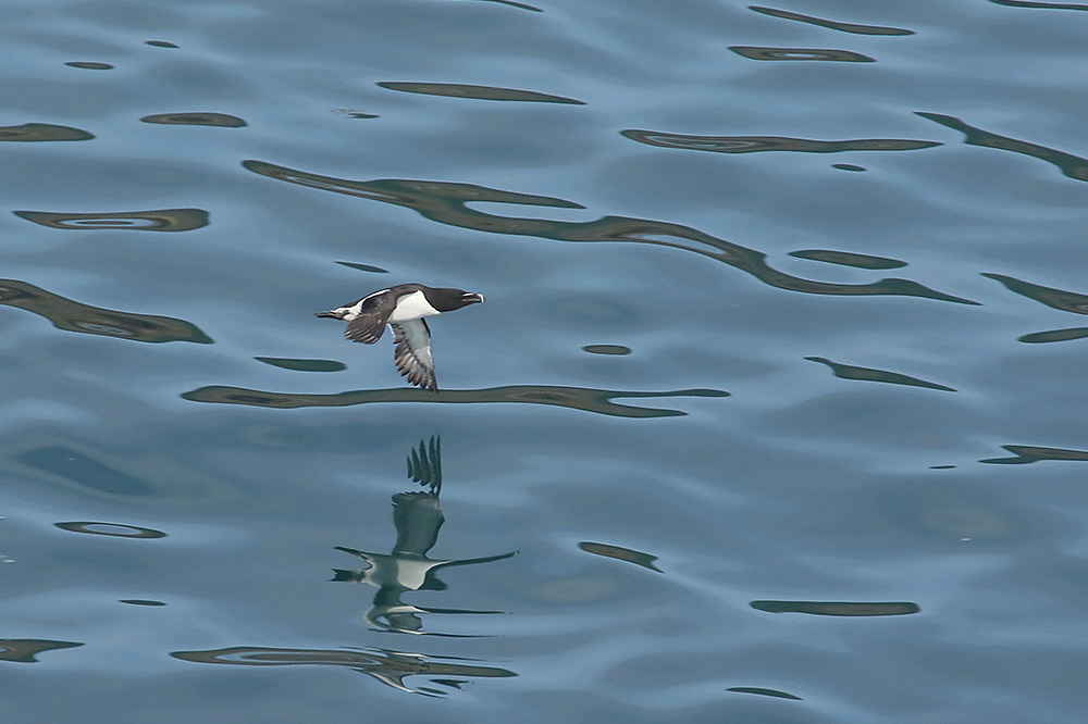 Razorbill by Mick Dryden