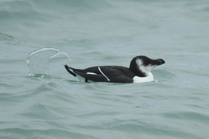 Razorbill by Mick Dryden