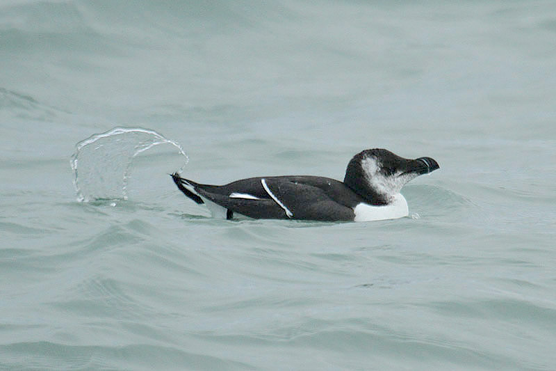 Razorbill by Mick Dryden