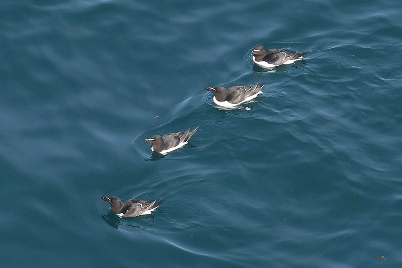 Razorbills by Mick Dryden