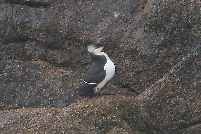 Razorbill by MIck Dryden