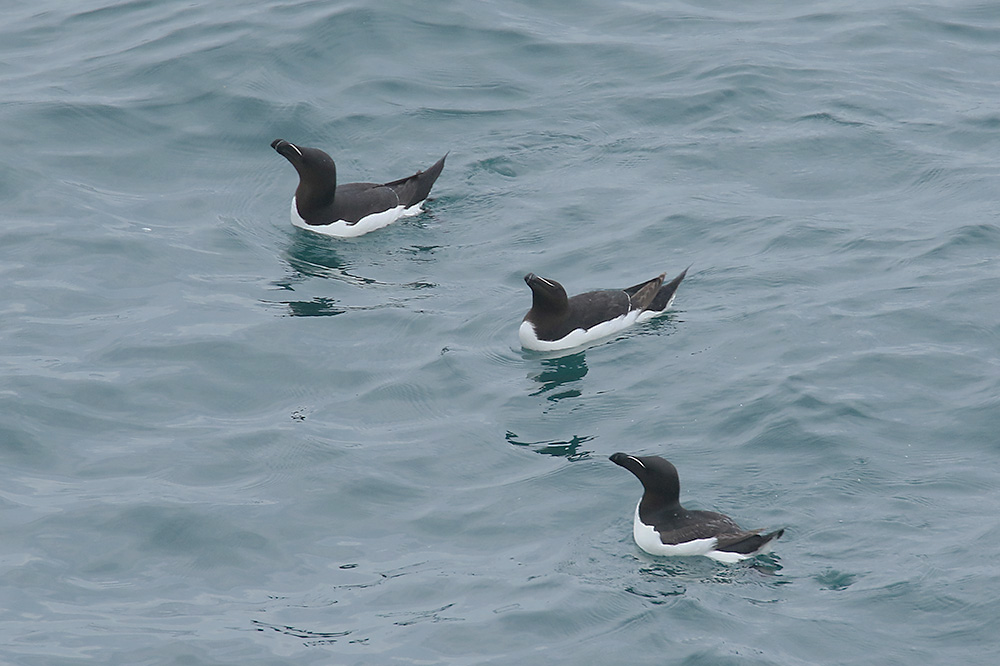 Razorbills by Mick Dryden