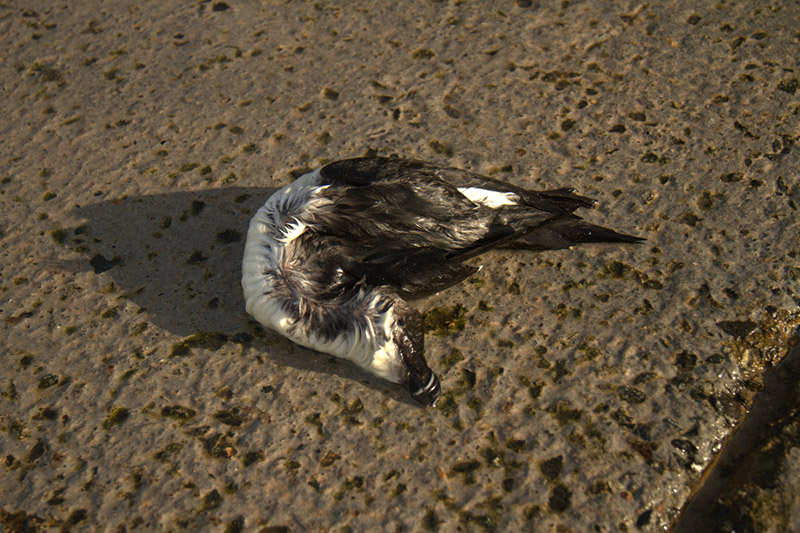 Razorbill by Andrew Koester