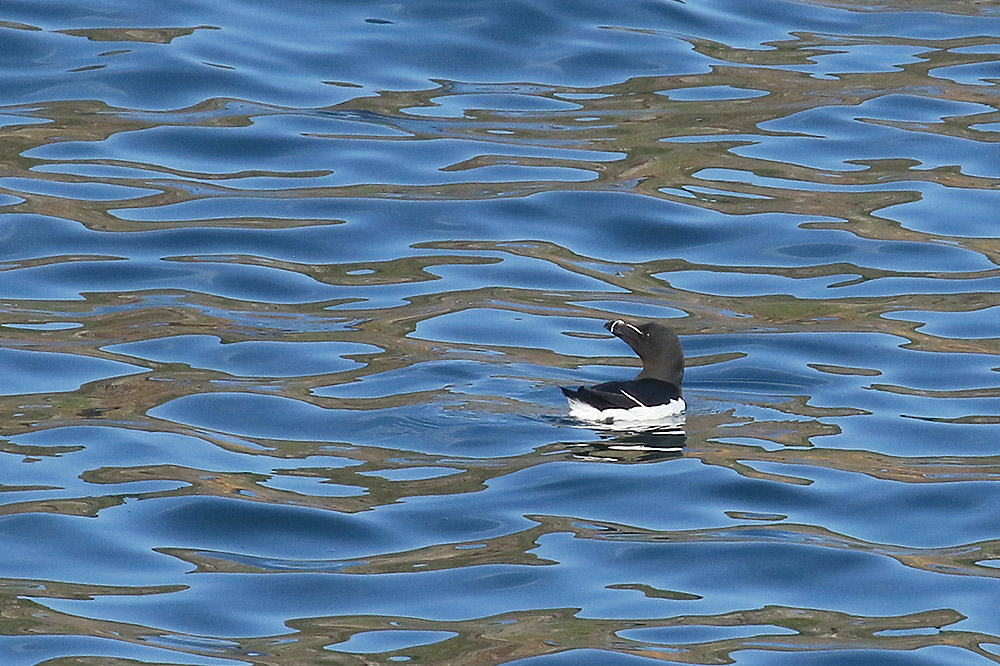 Razorbill by Mick Dryden