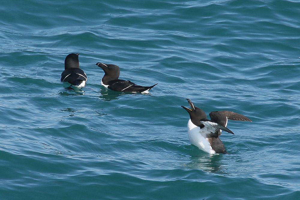 Razorbills by Mick Dryden