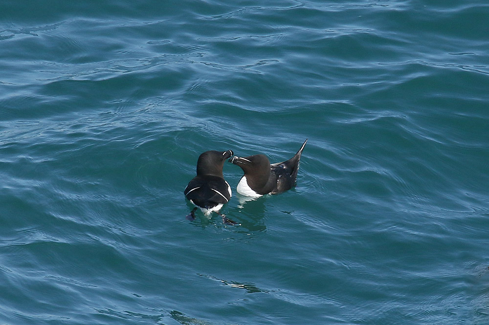 Razorbills by Mick Dryden