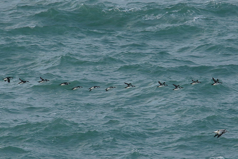 Razorbills by Mick Dryden