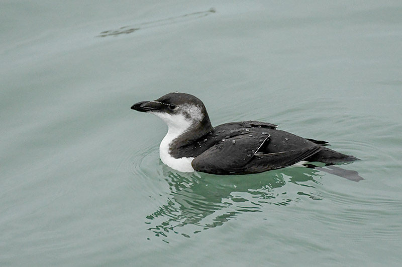 Razorbill by Stewart Logan