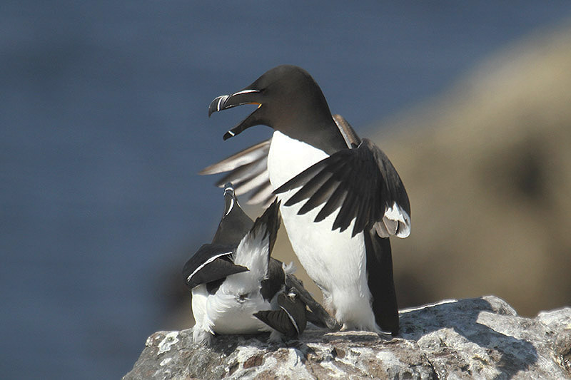 Razorbill by Mick Dryden