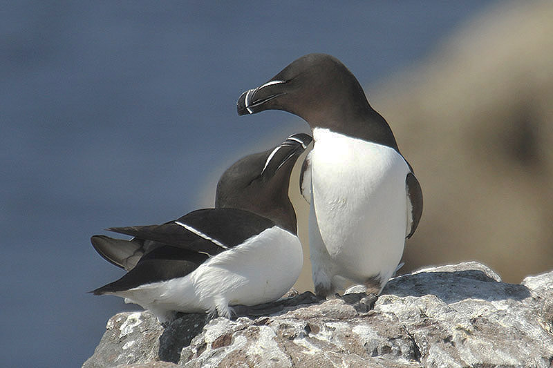 Razorbill by Mick Dryden